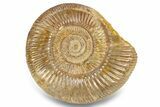 Jurassic Ammonite (Perisphinctes) - Madagascar #257160-1
